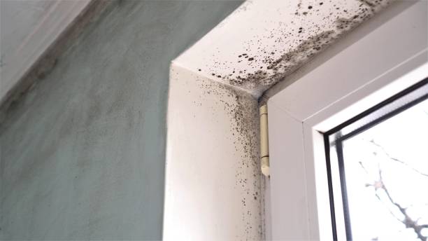 Best Toxic Mold Removal  in Laurel Park, NC