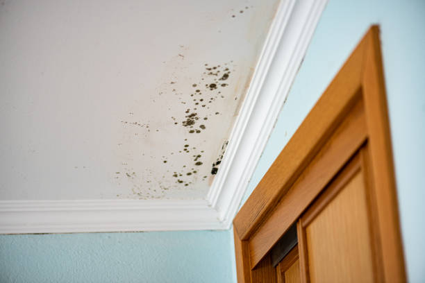 Best Best Mold Removal Companies  in Laurel Park, NC