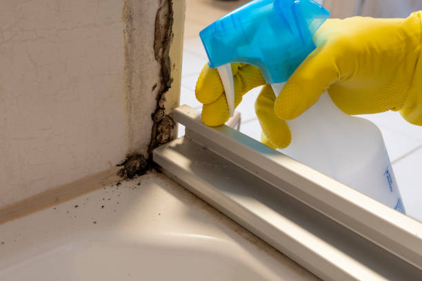Best Black Mold Removal  in Laurel Park, NC