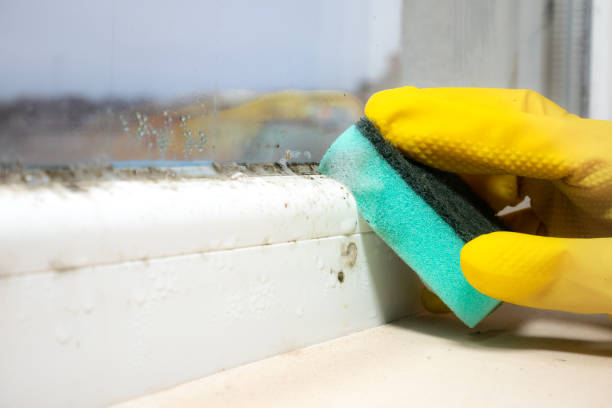 Best Black Mold Removal  in Laurel Park, NC