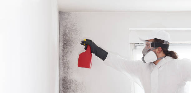 Best Residential Mold Removal  in Laurel Park, NC