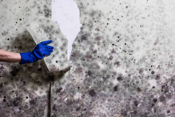 Laurel Park, NC Mold Removal Company